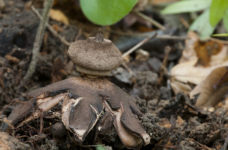 Geastrum berkeleyi